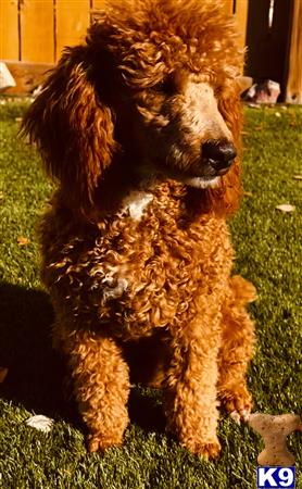 Labradoodleday Picture 2